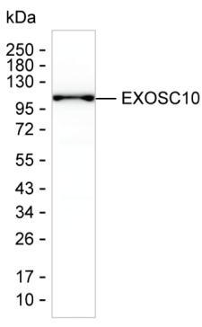 EXOSC10